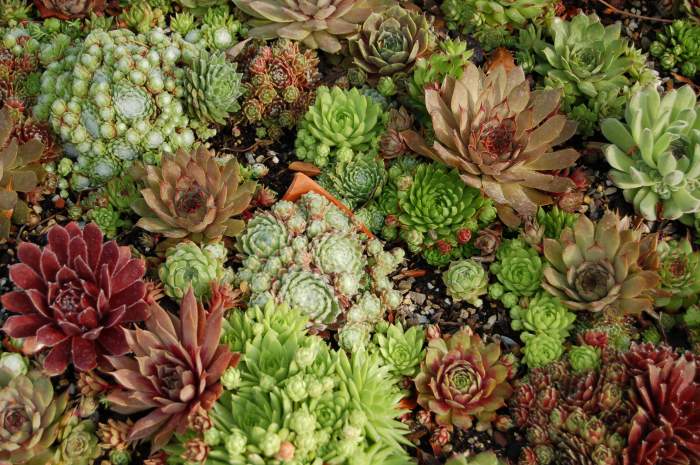 Sempervivum Dachwurz Hauswurz